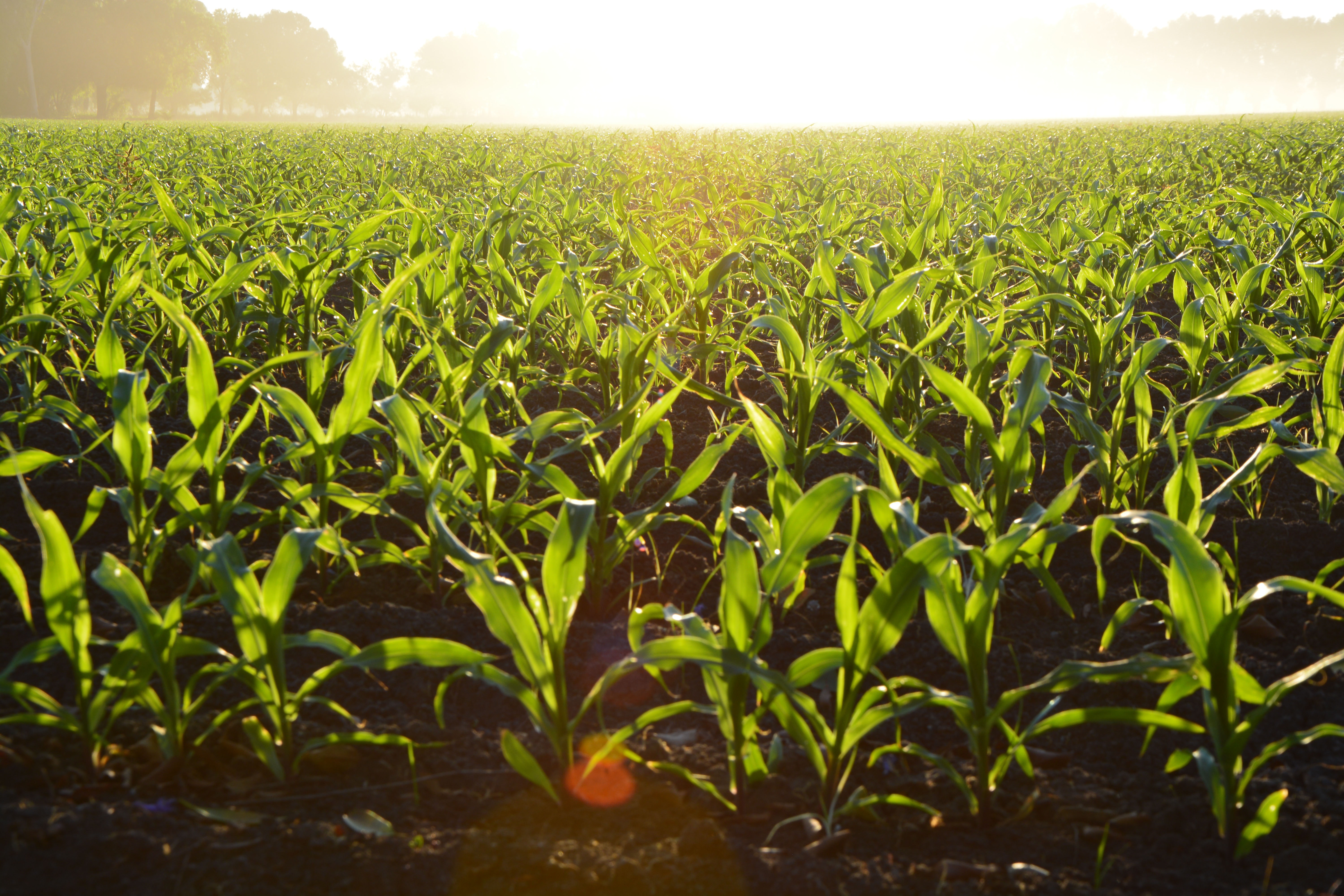 agriculture-corn-cropland-96715