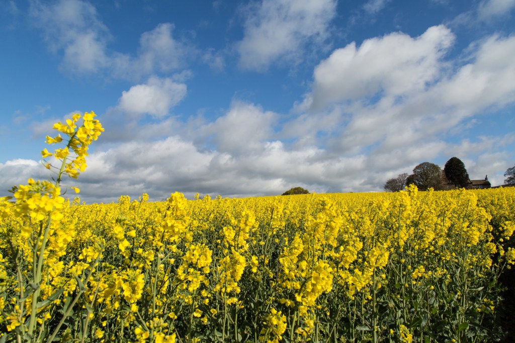 Nice news of the day – September 5, 2018