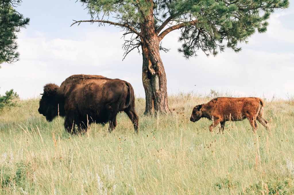 Nice news of the day – May 9, 2019