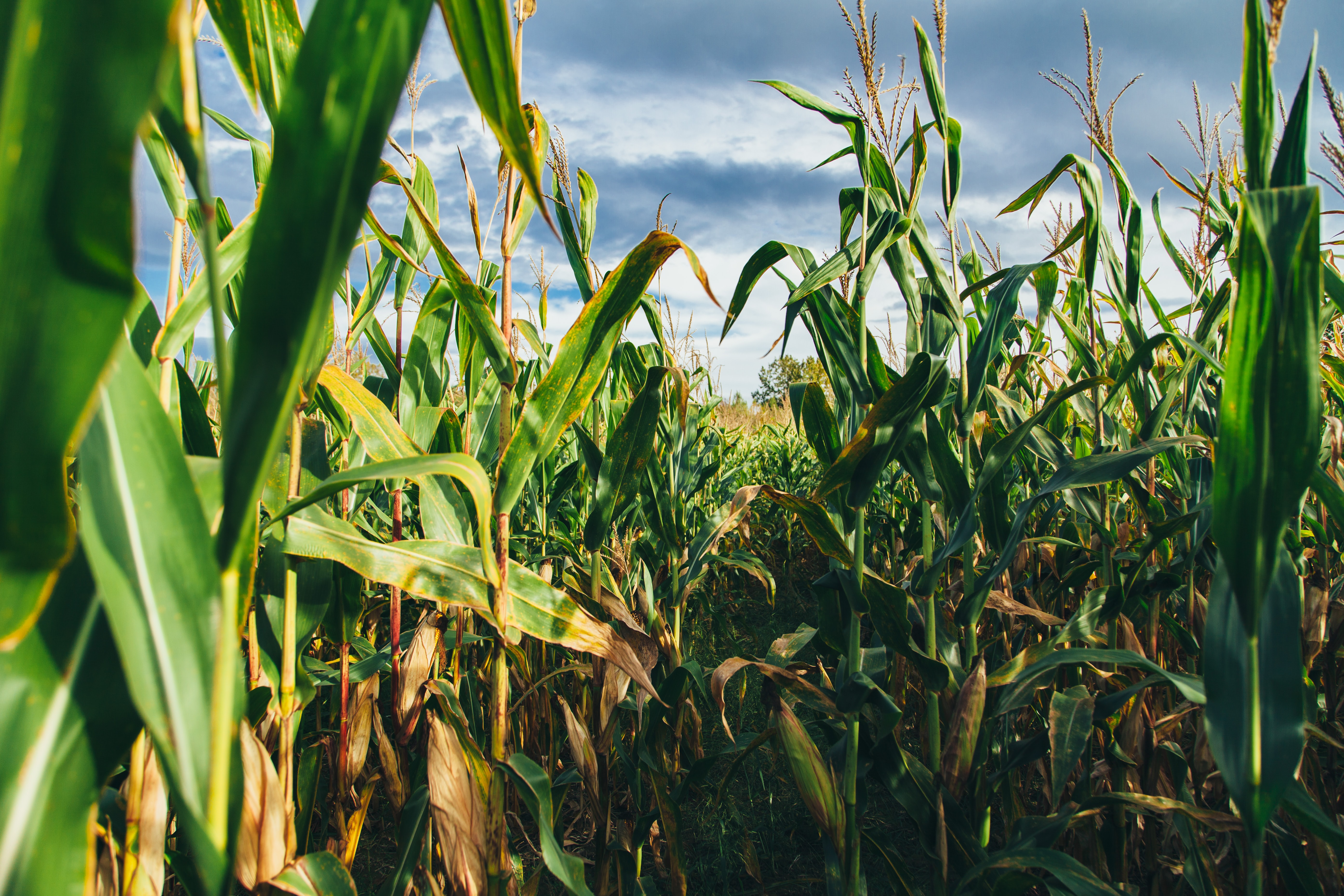 North Dakota Nice News of the Week | August 13, 2020