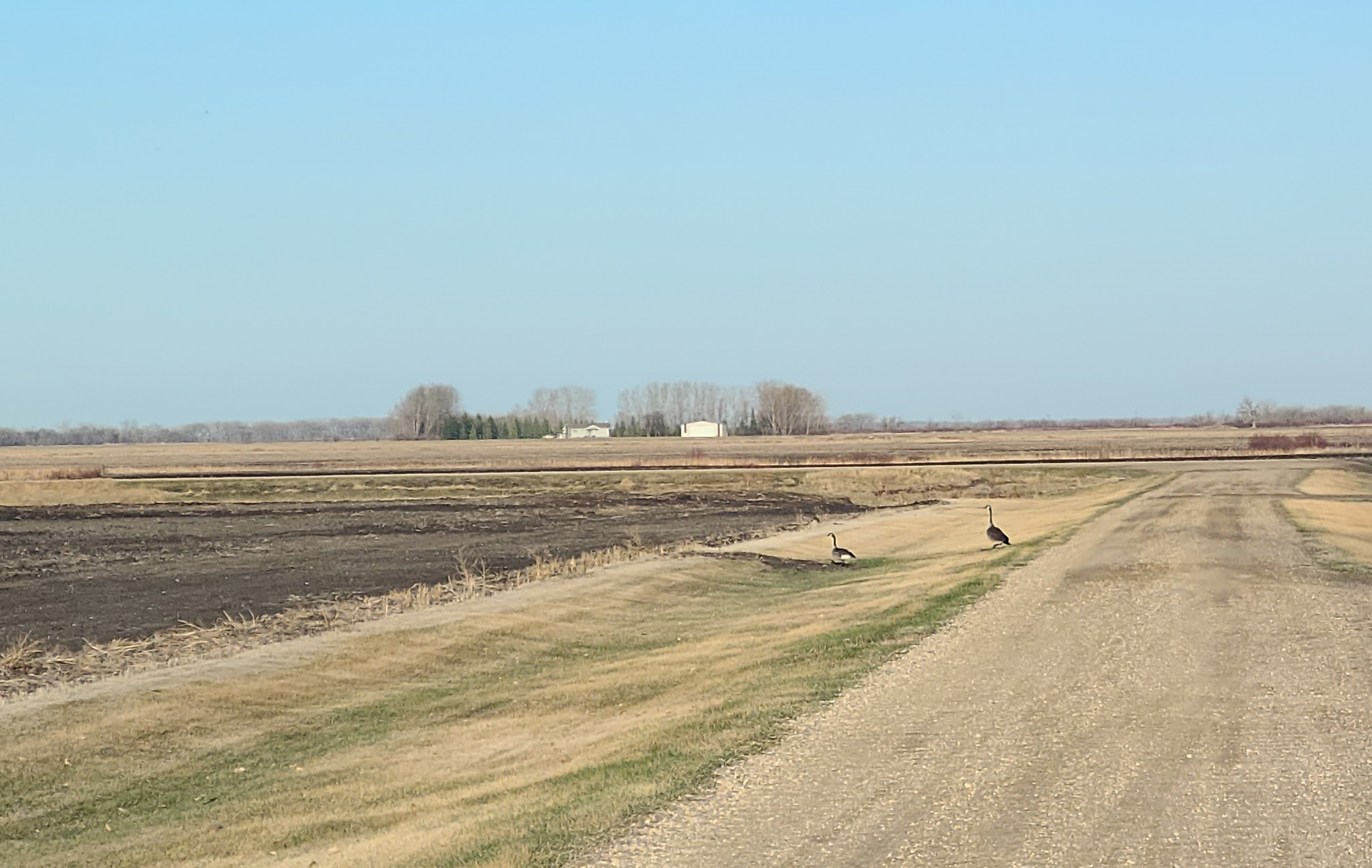 Look, a goose | May 6, 2021