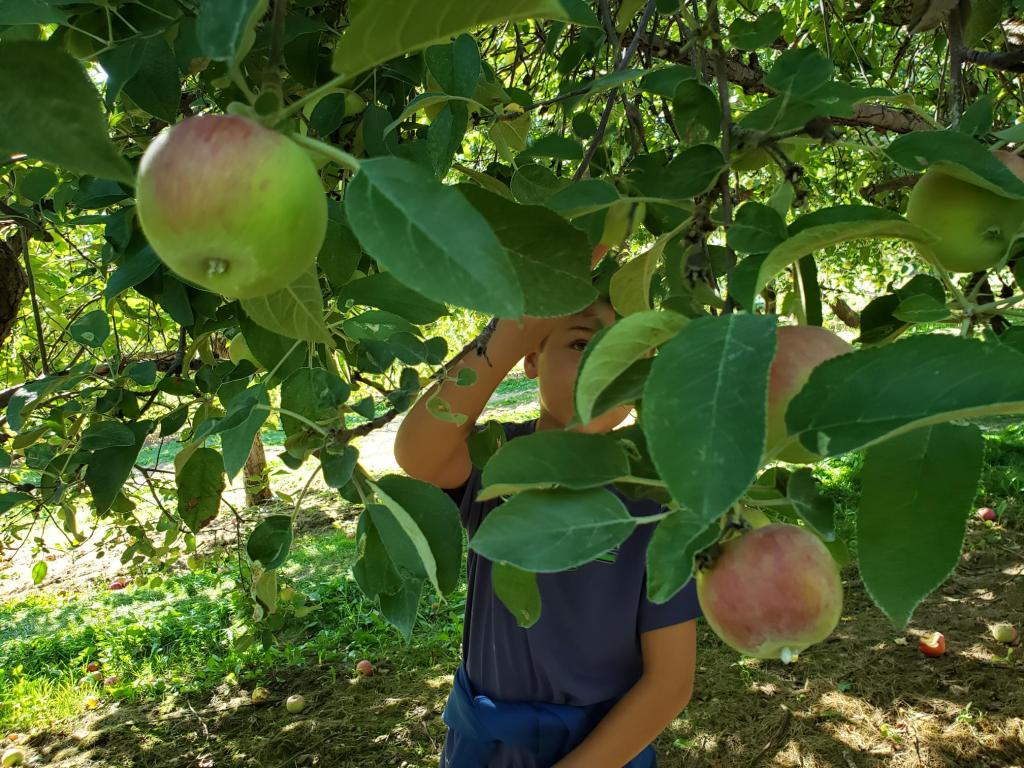 The Apple Tree | March 9,&nbsp;2022