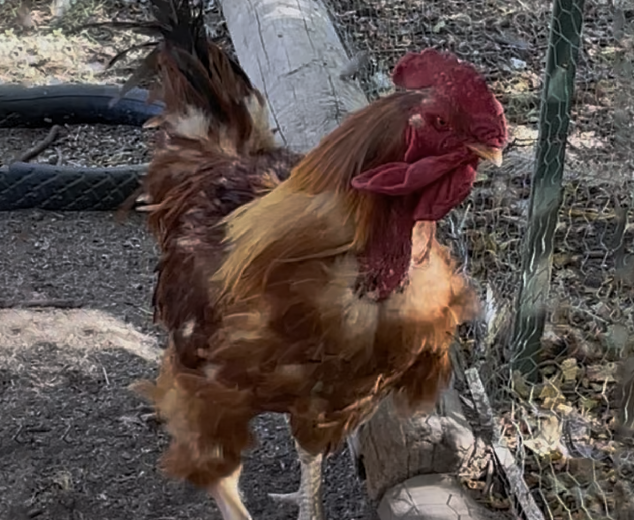 Oo-De-Lally | January 14, 2026